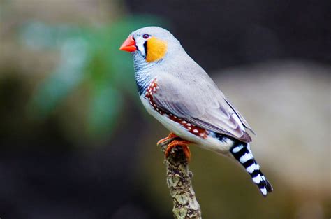 Birds .